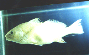 ppgoodfish.gif (30992 bytes)